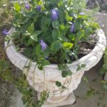 Vinca Maior em vaso de 1 litro