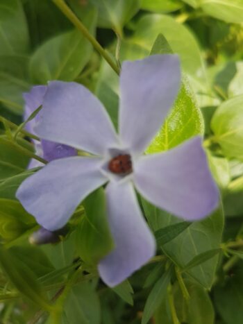 Vinca maior variegada Vinca variegada