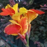 Canna Indica folha verde flor variegada