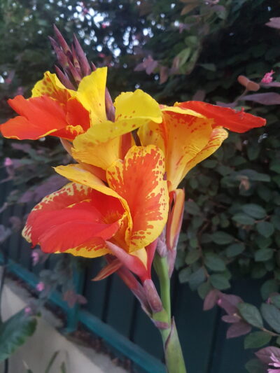 Canna Indica