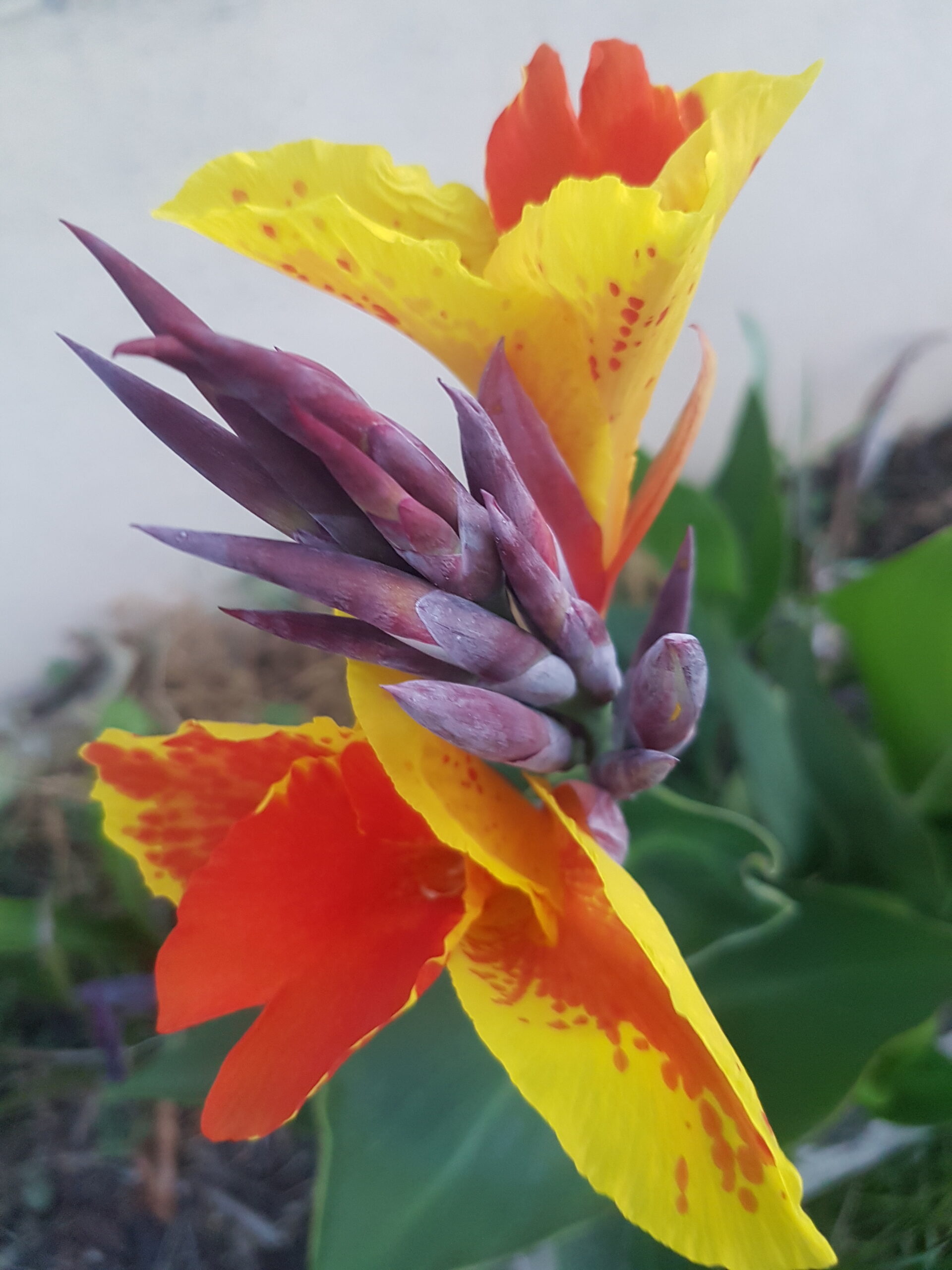 Rizoma de Canna Indica folha verde, flor amarela e cor de laranja Rizoma de Canna Indica folha verde, flor amarela e cor de laranja