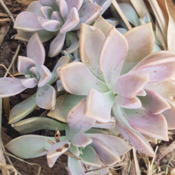 Suculenta planta fantasma