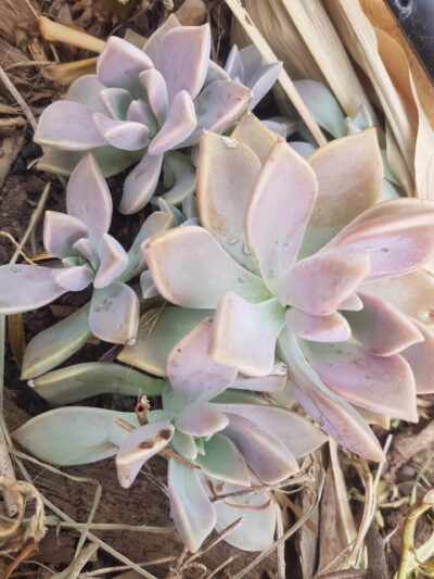 Suculenta planta fantasma