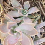 Suculenta planta fantasma (Graptopetalum Paraguayense)