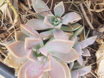 Suculenta planta fantasma (Graptopetalum Paraguayense)