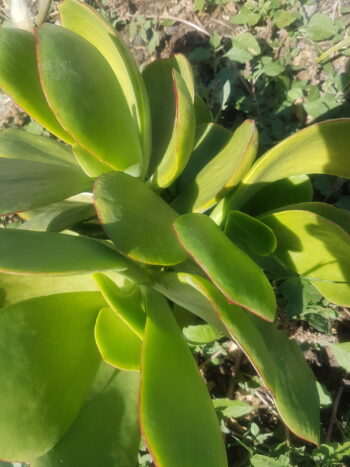 Kalanchoe repolho de deserto