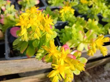 Sedum palmerii