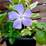 Vinca Maior folha variegada