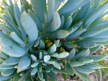 Senecio suculenta