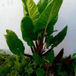 Alocásia orelha de elefante Alocásia Macrorrhiza