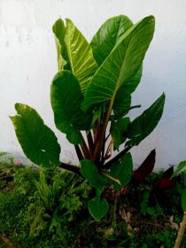 Alocásia orelha de elefante