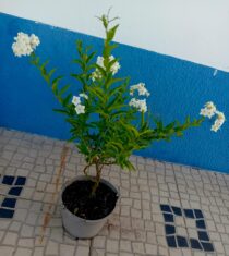 Trepadeira solanum jasminoides