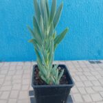 Senecio azul suculenta