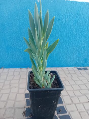 Senecio azul