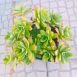 Sedum Palmerii Suculenta