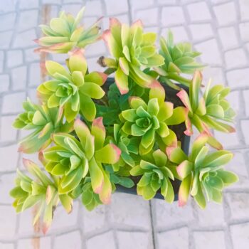 Sedum palmerii