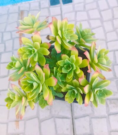 Sedum palmerii