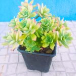 Sedum palmerii