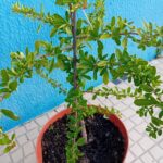 Vaso 23 cms diametro