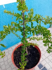 Pyracantha Coccinea