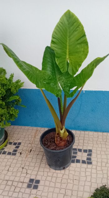 Alocasia orelha de elefante