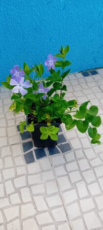 Vinca Maior