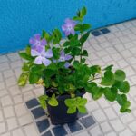 Vinca Maior folha verde