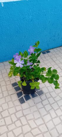 Vinca Maior