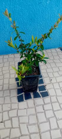 Azevinho manso
