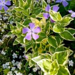 Vinca Maior folha variegada