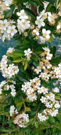 Pyracantha Coccinea