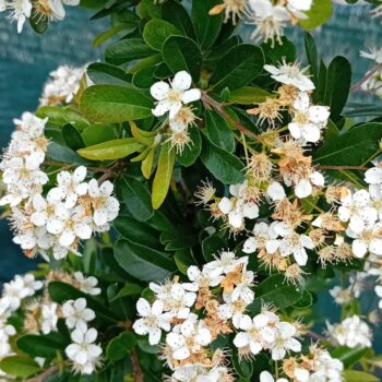 Pyracantha Coccinea