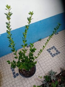 Evonimo do Japao (Euonymus Japonicus)