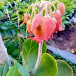Kalanchoe repolho do deserto