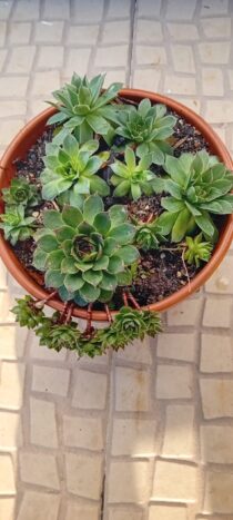 Sempervivum tectorum
