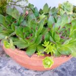Suculentas em vaso de barro