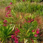 Loendro Nerium Oleander