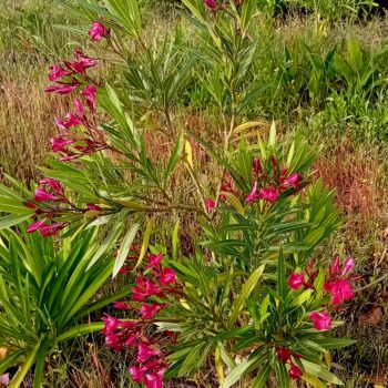 Loendro Nerium Oleander