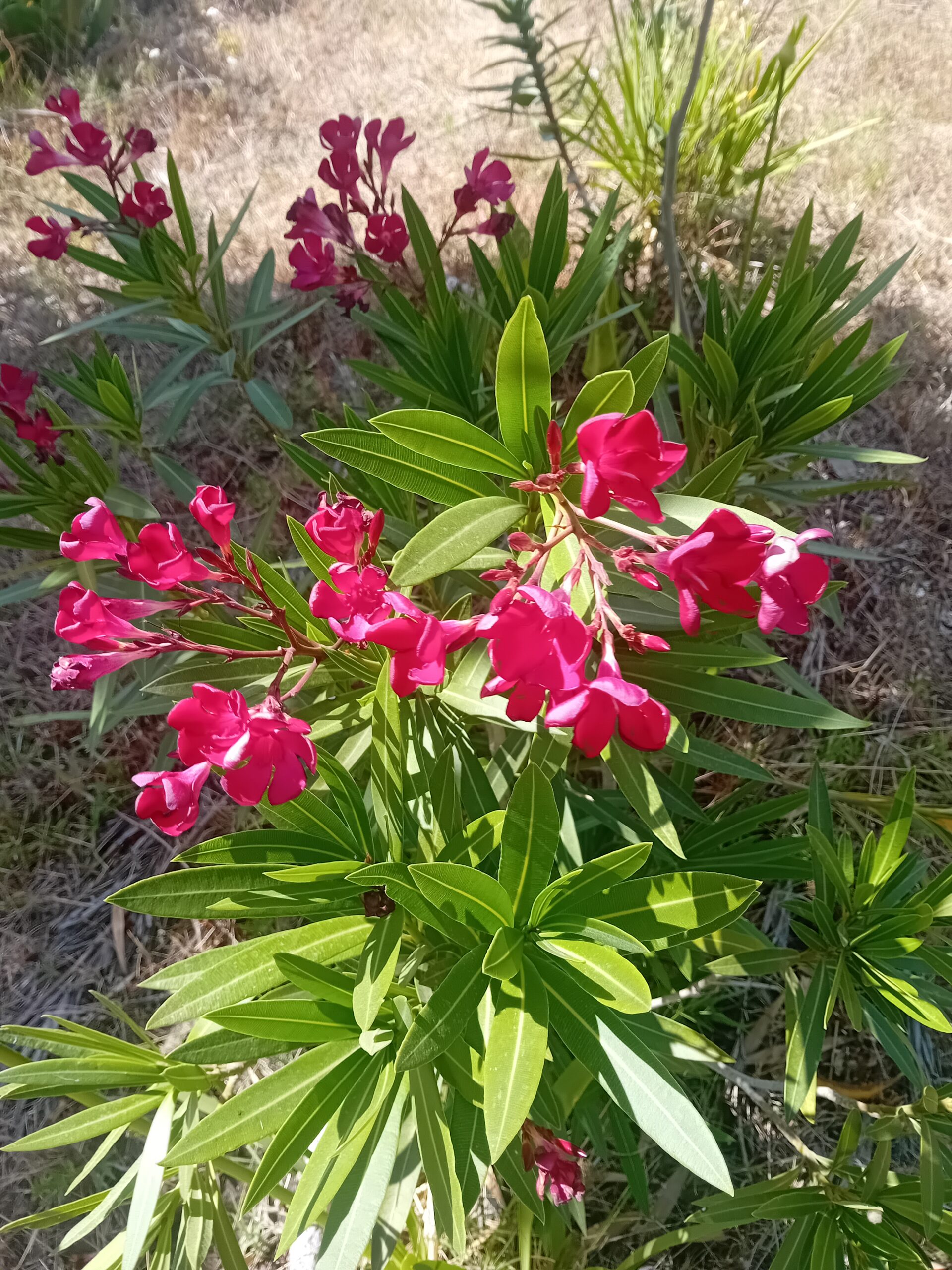 Loendro Nerium Oleander Loendro Nerium Oleander