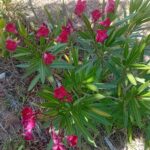Loendro Nerium Oleander