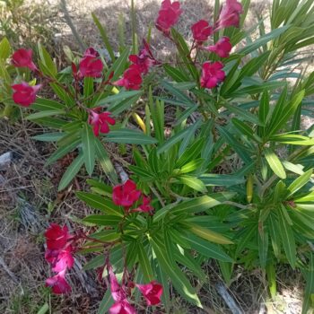 Loendro Nerium Oleander
