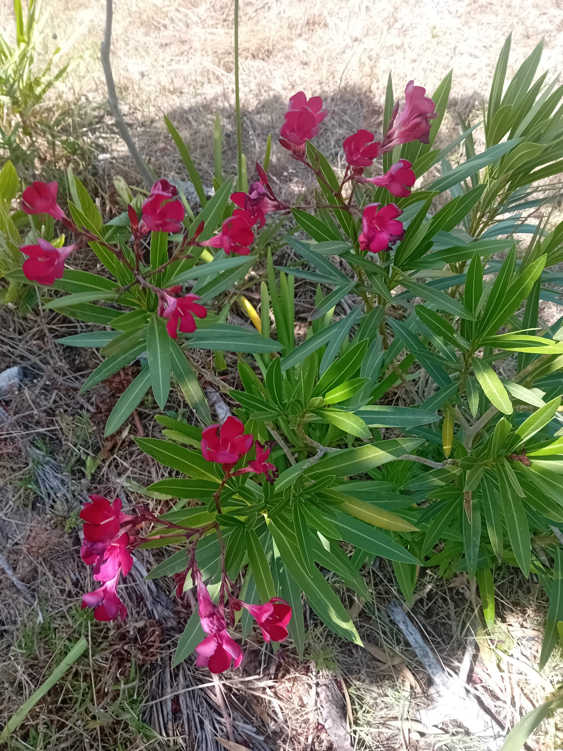 Loendro Nerium Oleander Loendro Nerium Oleander