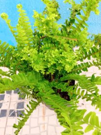 Feto Nephrolepsis Cordifolia