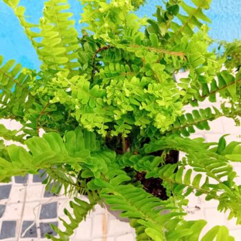Feto Nephrolepsis Cordifolia