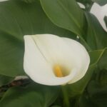 Jarro branco Lirio Calla