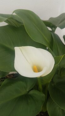 Jarro branco lirio Calla