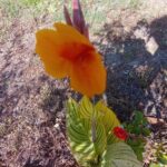 Canna Indica variegado flor laranja
