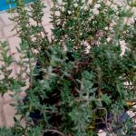 Tomilho Thymus vulgaris