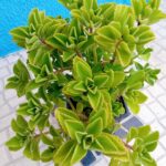 Hortela de folha grossa