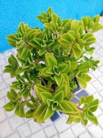 Hortela de folha grossa